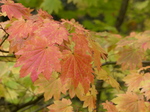 FZ009443 Red and yellow leaves.jpg